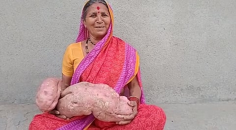 निसर्गाचा चमत्कार!तब्बल सात किलोचे रताळे; राज्यात एकच चर्चा