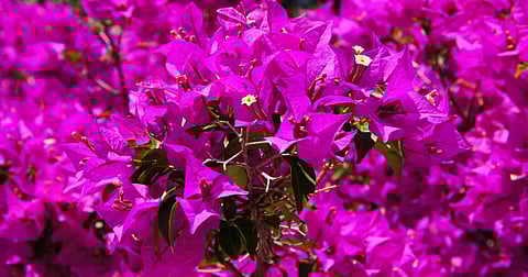 Save The Dates - Bougainvillea Festival Happening At NBRI Lucknow!