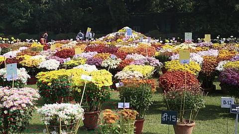 CSIR-NBRI’s Chrysanthemum & Coleus Show Returns to Lucknow in Dec
