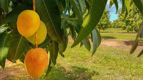Lucknow Farmers Market Mango Festival 2026