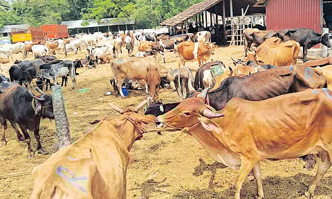 Ramzan பண்டிகையையொட்டி பொள்ளாச்சி மாட்டுச்சந்தையில் ரூ.6 கோடிக்கு மாடுகள் விற்பனை