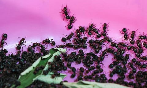 கென்யாவில் சட்டவிரோதமாக எறும்புகள் விற்பனை... எதற்காக தெரியுமா? | Kenya