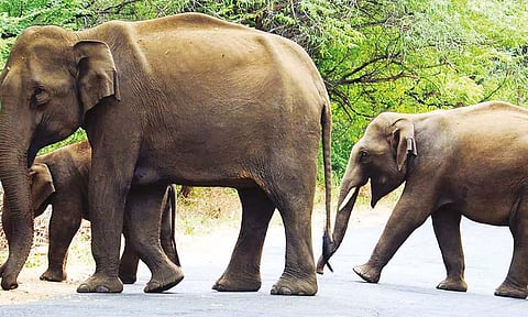 உடுமலை-மூணாறு சாலையில் உலா வரும் யானைகள்: வாகன ஓட்டிகளுக்கு எச்சரிக்கை