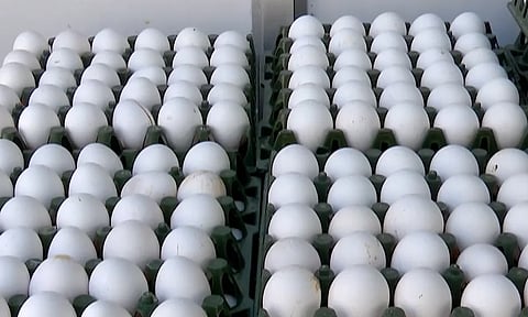 நாமக்கல் மண்டலத்தில் 3 நாட்களில் முட்டை விலை 40 காசுகள் சரிவு-  பண்ணையாளர்கள் கவலை
