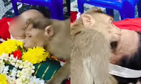 VIDEO: உயிரிழந்த மூதாட்டிக்கு கடைசி நேரத்தில் குரங்கு கட்டிபிடித்து அஞ்சலி செலுத்திய நெகிழ்ச்சி