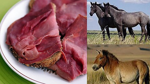 ஆந்திராவில் கழுதை கறி என கூறி குதிரை இறைச்சி விற்பனை- 7 பேர் கைது