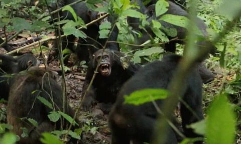 நீங்களுமாடா... 200 சிம்பன்சிகளிடையே வெடித்த உள்நாட்டுப் போர் - இதுதான் காரணமாம்...
