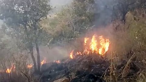 ஆசனூர் வனப்பகுதியில் காட்டுத்தீ - 150 ஏக்கர் எரிந்து சேதம்