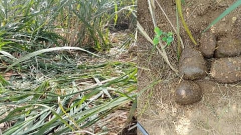 தாளவாடி அருகே கரும்பு தோட்டத்துக்குள் புகுந்து ஒற்றை யானை அட்டகாசம்- விவசாயிகள் அச்சம்