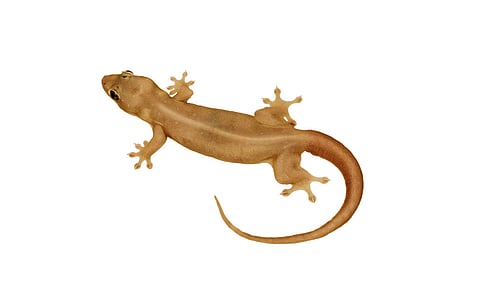 அட்சய திருதியை அன்று பல்லியை பார்த்தால்...