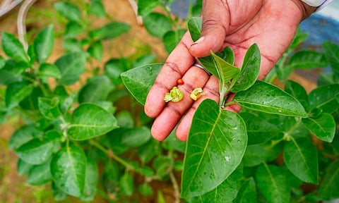 'மூலிகைகளின் அரசன்' அஸ்வகந்தா இலைகளை பயன்படுத்த மத்திய அரசு தடை - என்ன காரணம்?
