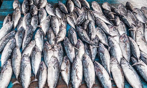 தடைக்காலம் அமலில் உள்ளதால் புதுச்சேரியில் மீன்களின் விலை கிடுகிடு உயர்வு