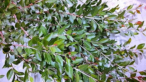 இந்த நேரங்களில் மருதாணி வைக்கக்கூடாது...!  ஏன் தெரியுமா?
