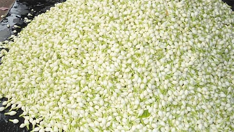 விளைச்சல் அதிகரிப்பு எதிரொலி - வாசனை திரவிய ஆலைகளுக்கு செல்லும் மல்லிகை பூக்கள்