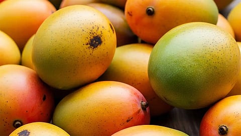 மாம்பழங்களை செயற்கையாக பழுக்க வைத்தால் விற்பனை உரிமம் ரத்து - உணவு பாதுகாப்பு துறை எச்சரிக்கை 