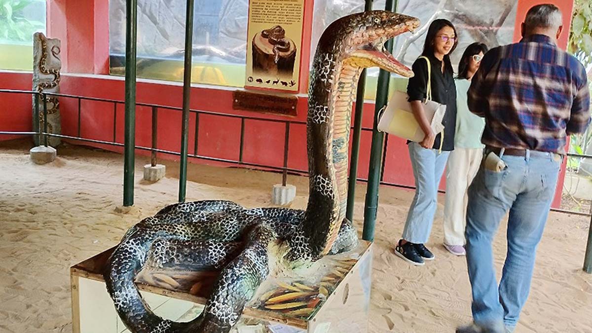 வடநெம்மேலி பாம்பு பண்ணை மூடல்: விஷம் எடுப்பதை பார்க்க முடியாமல் சுற்றுலா பயணிகள் ஏமாற்றம்