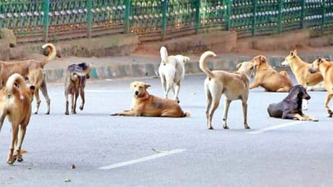 தெருநாய் கடித்து சிறுமி உயிரிழந்த விவகாரம் - 4 டாக்டர்கள் மீது வழக்கு