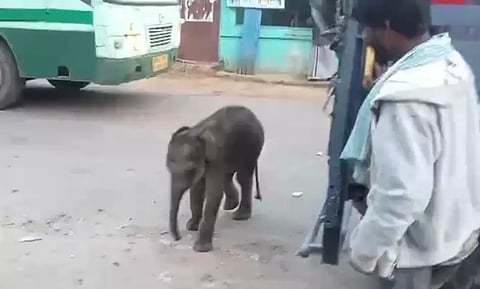 ஊருக்குள் புகுந்த குட்டி யானையை படத்தில் காணலாம்.