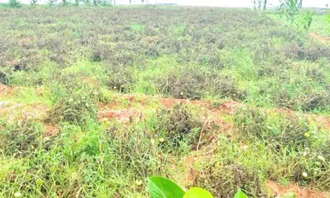 பனிப்பொழிவால் தக்காளி செடிகள் அழுகிய நிலையில் காணப்படும் காட்சி.