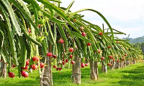 ஆந்திராவில் டிராகன் பழம் விளைச்சல் அதிகரிப்பு