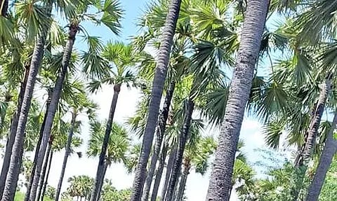 உடன்குடி- செட்டியாபத்து சாலையில் உள்ள பனை மரத்தில் உள்ள காய்ந்த ஓலைகள் அப்புறப்படுத்தப்பட்டுள்ள காட்சி.