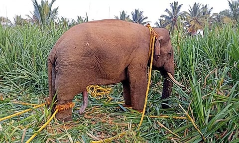 மயக்க ஊசி செலுத்தி பிடிக்கப்பட்ட கருப்பன் யானை.