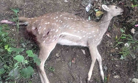 அவிநாசியில் நாய் கடித்து மான் பலி