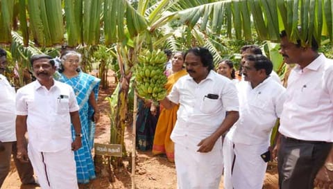கன்னியாகுமரி அரசு பழத்தோட்டத்தில் அரிய வகை வாழை மரங்கள்