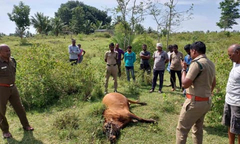 2 மாதமாக அட்டகாசம் செய்து வரும் புலியை பிடிக்க நடவடிக்கை எடுக்க வேண்டும்