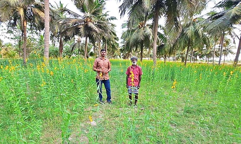 சணப்பு பயிர் சாகுபடி செய்யப்பட்டுள்ள வயல் ஆய்வு