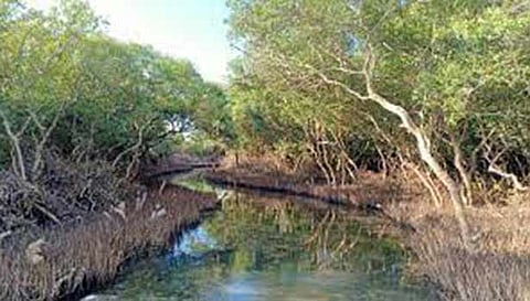 சுற்றுலாத் தலமாக முத்துக்குடா தீவு