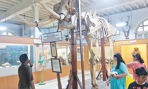 கோடை விடுமுறையையொட்டி எழும்பூர் மியூசியத்தில் அலைமோதும் கூட்டம்