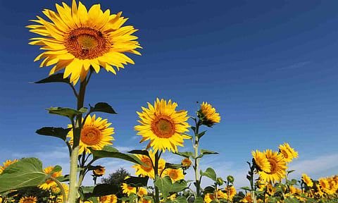 கோப்புபடம்