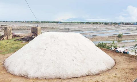 சேகரித்து வைக்கப்பட்டுள்ள உப்பு குவியல்.