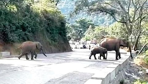 குன்னூர் அருகே யானைகள் சாலையை கடப்பதற்காக போக்குவரத்து நிறுத்தம்