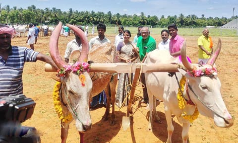 கலப்பையுடன் மாடுகளை பூட்டி உழவு பணிகளை தொடங்கிய விவசாயிகள்.