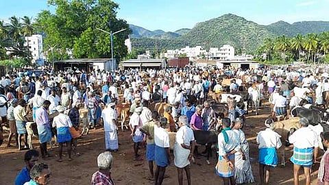 ஒட்டன்சத்திரம் கால்நடை சந்தையில் இன்று மாடுகளை  வாங்க குவிந்த வியாபாரிகள்.