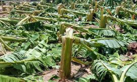 மார்த்தாண்டம் அருகே வாழை மரம் வெட்டி சாய்ப்பு