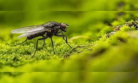 காேப்புபடம்