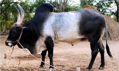 காேப்புபடம்