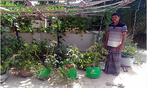 மாடித் தோட்டத்தில் காய்கறிகள் பயிரிடப்பட்டு வளர்ந்துள்ளது.