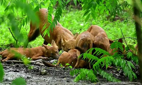 புள்ளிமானை வேட்டையாடி இறைச்சியை சாப்பிட்ட செந்நாய்கள்