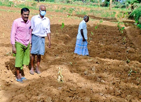 குரங்கள் நாசம் செய்த வாழைதோட்டம்.