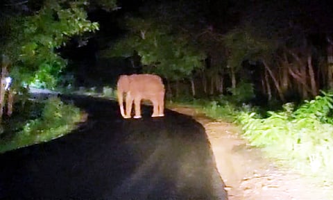 அரிசி லாரியை வழிமறித்து கரும்பு தேடிய யானை