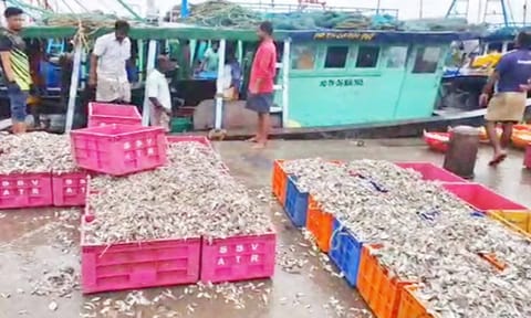 பிடித்து வரப்பட்ட மீன்கள்
