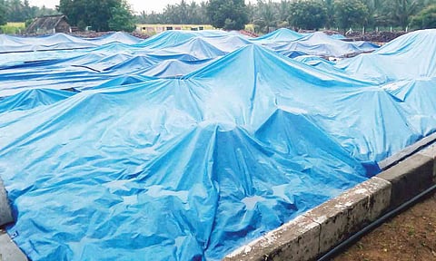 தேங்காய் பருப்புகளுக்கு தார்ப்பாய் போட்டு மூடி வைக்கப்பட்டுளளதை படத்தில் காணலாம்.

