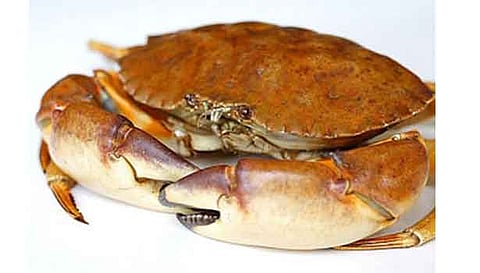 நண்டு விலை குறைந்ததால் மீனவர்கள் அதிர்ச்சி