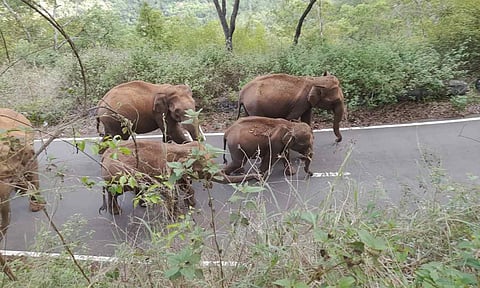 கோவையில் இருந்து மஞ்சூருக்கு சென்ற அரசு பஸ்சை வழிமறித்த காட்டு யானைகள் கூட்டம்