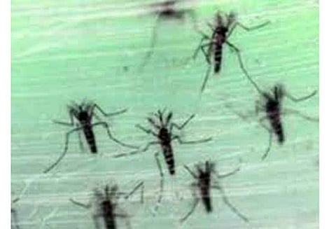 கண்ணம்பாளையம், பள்ளபாளையம் பேரூராட்சி பகுதிகளில் கொசு ஒழிப்பு நடவடிக்கை எடுக்க வேண்டும்