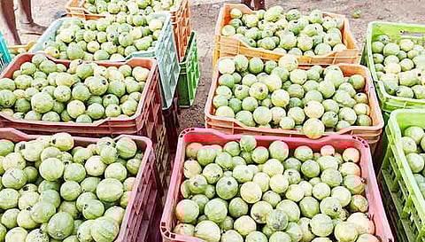 விலை இல்லாததால் முடுவார்பட்டி கமிஷன் கடைகளில் தேக்கம் அடைந்துள்ள கொய்யா பழங்கள்.